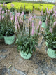 Veronica 'Pink Moody Blues'