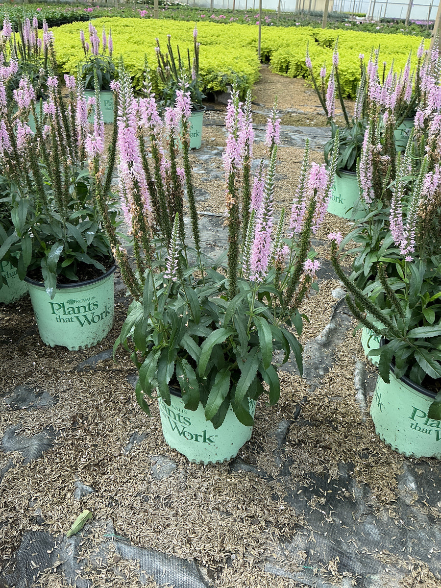 Veronica 'Pink Moody Blues'