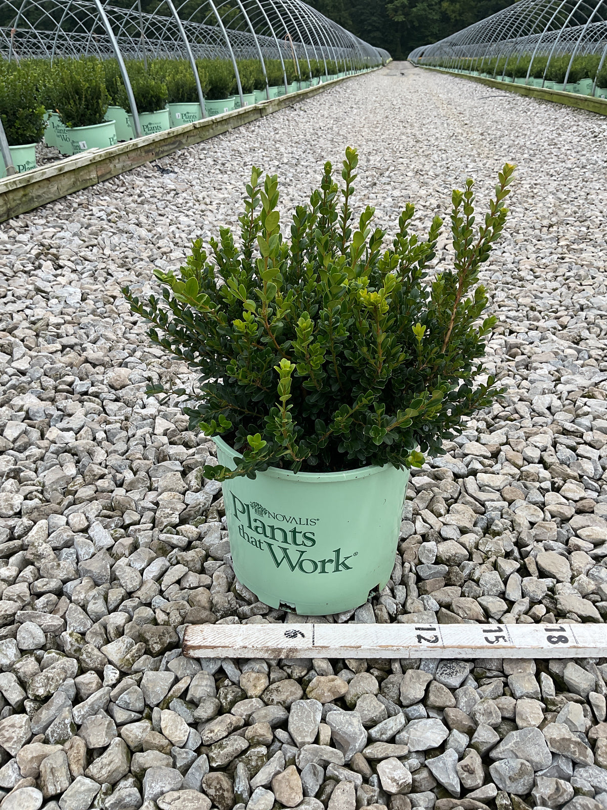 Buxus microphylla 'Little Missy'