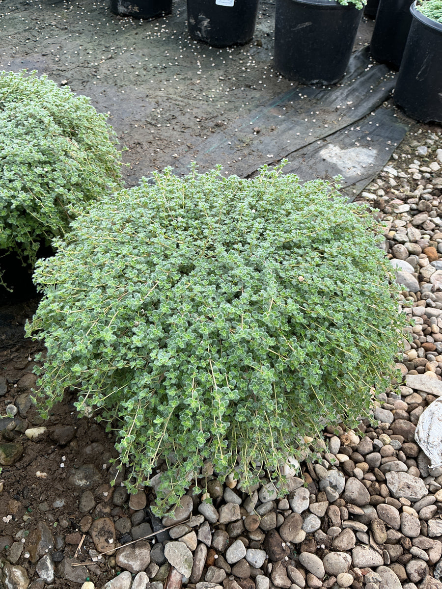 Thymus pseudolanuginosus 'Pseudo. Wooly'