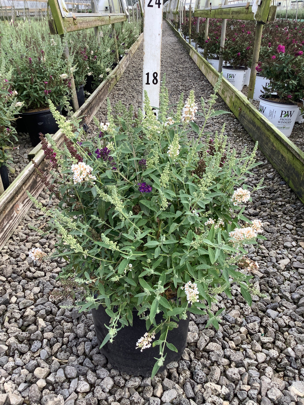 Buddleia davidii 'Butterfly Magic'