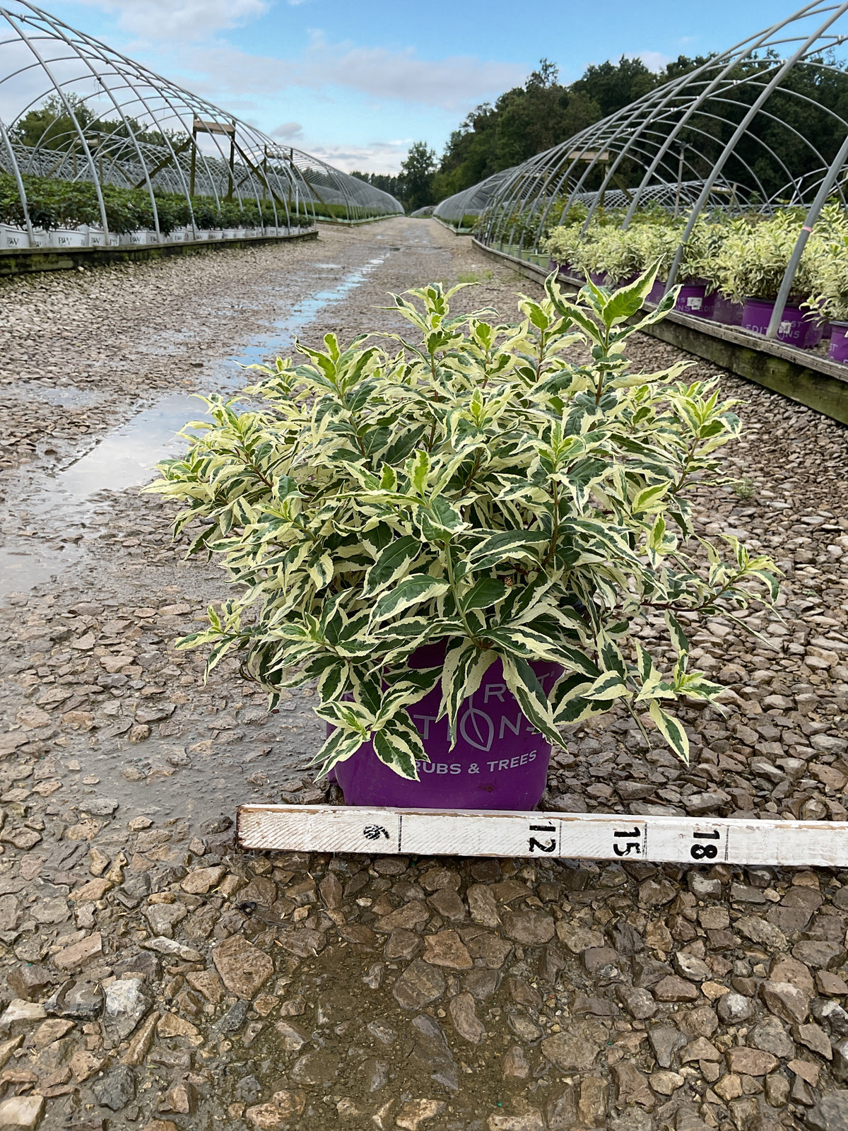 Diervilla sessilifolia 'LDPC Podaras'