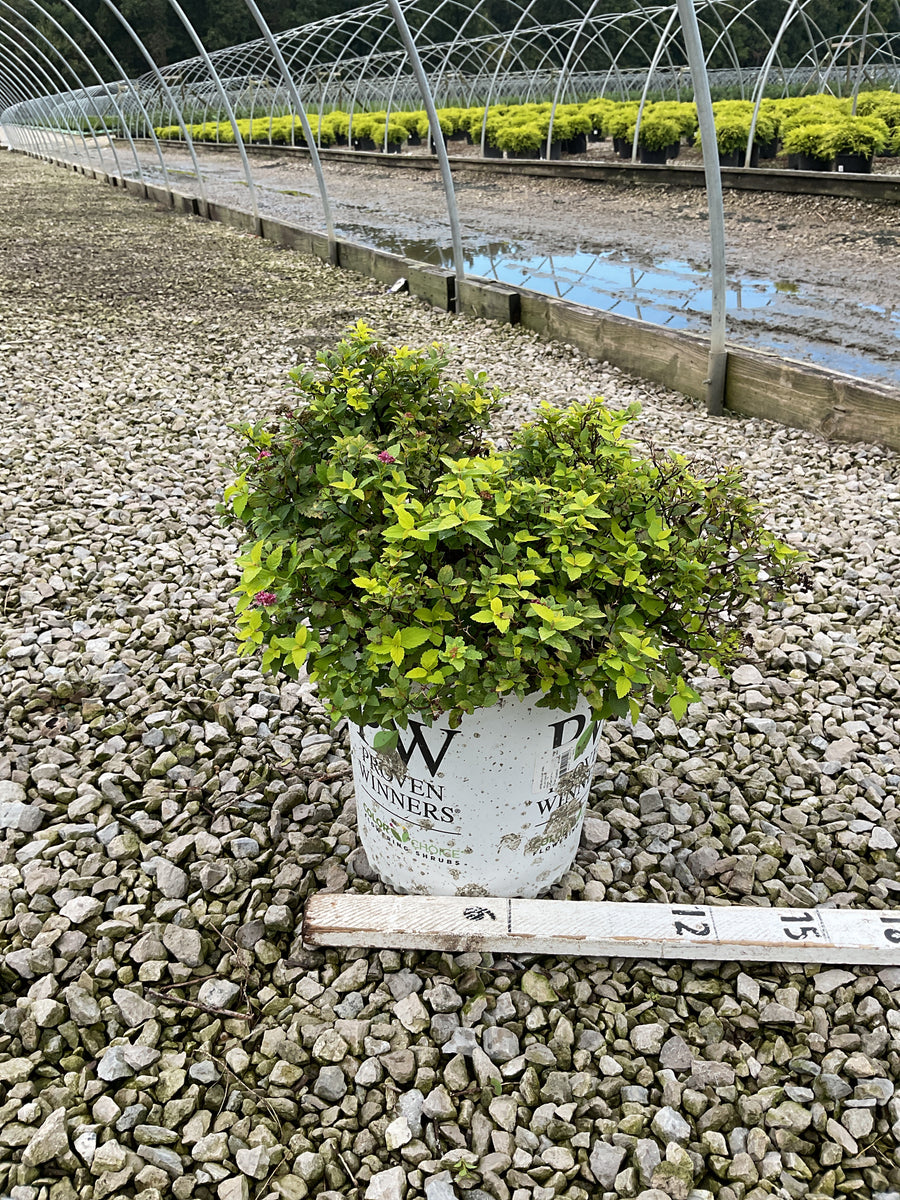 Spiraea japonica 'Yan'