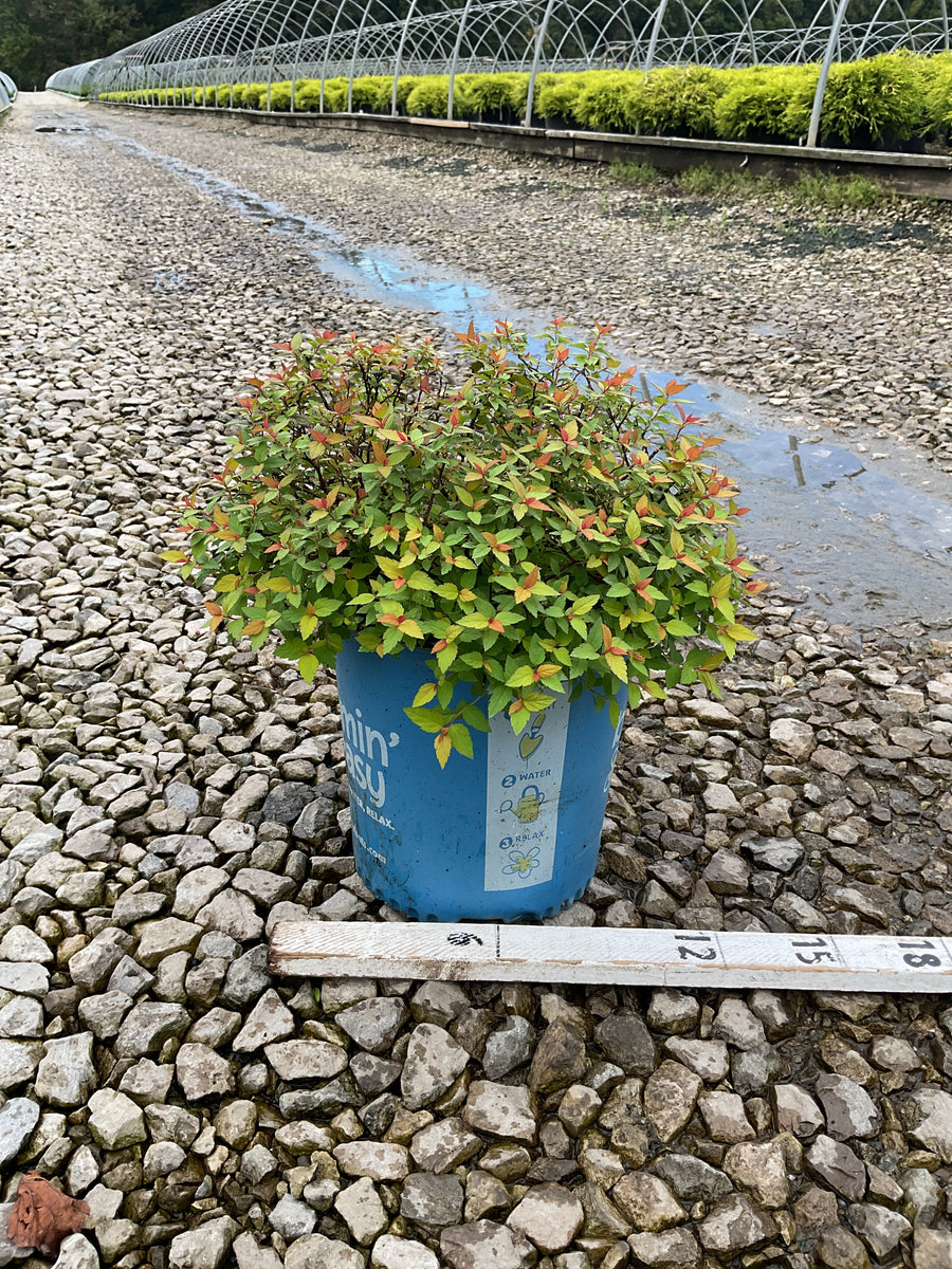 Spiraea JAP 'Rainbow Fizz'