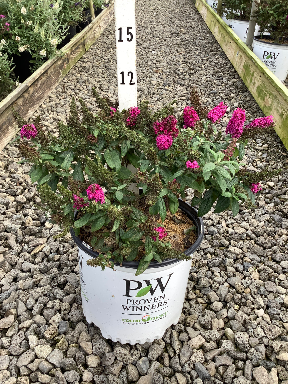 Buddleia x ‘ Pico Punch’ (SMNBDFRI)