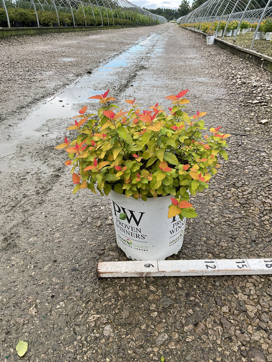 Spiraea JAP 'Dbl Play Candy Corn'