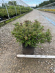Spiraea japonica 'Little Princess'