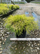 Chamaecyparis pisifera 'Mops'