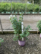 Philadelphus 'Snow Snowwhite Sensation'