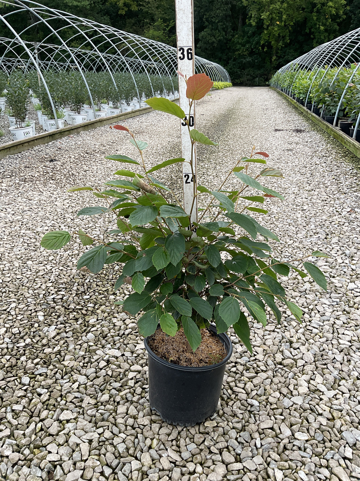 Hamamelis virginiana
