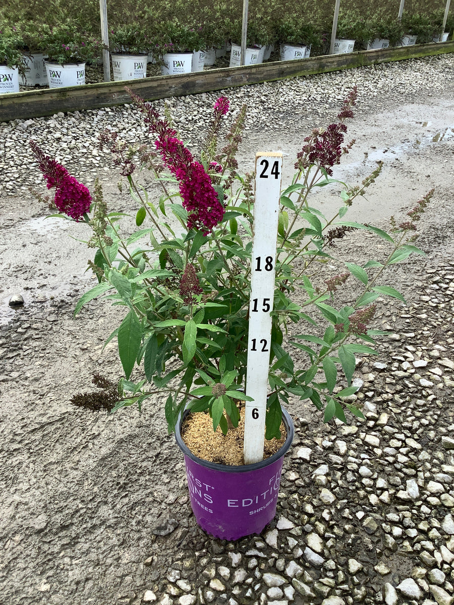 Buddleia funky 'Fuchsia' â€” G2 FE