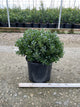 Ilex glabra 'Densa'