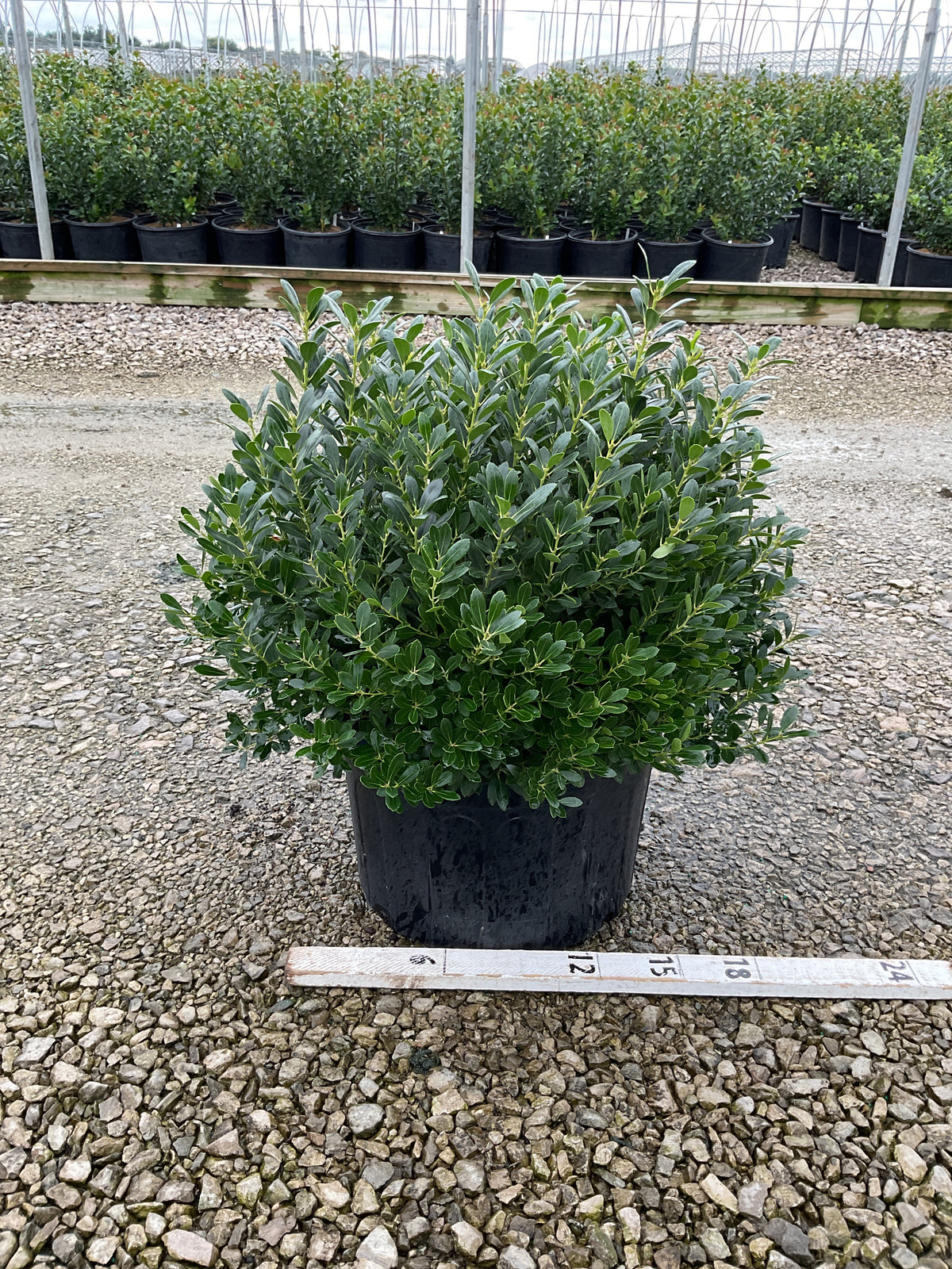Ilex glabra 'Densa'