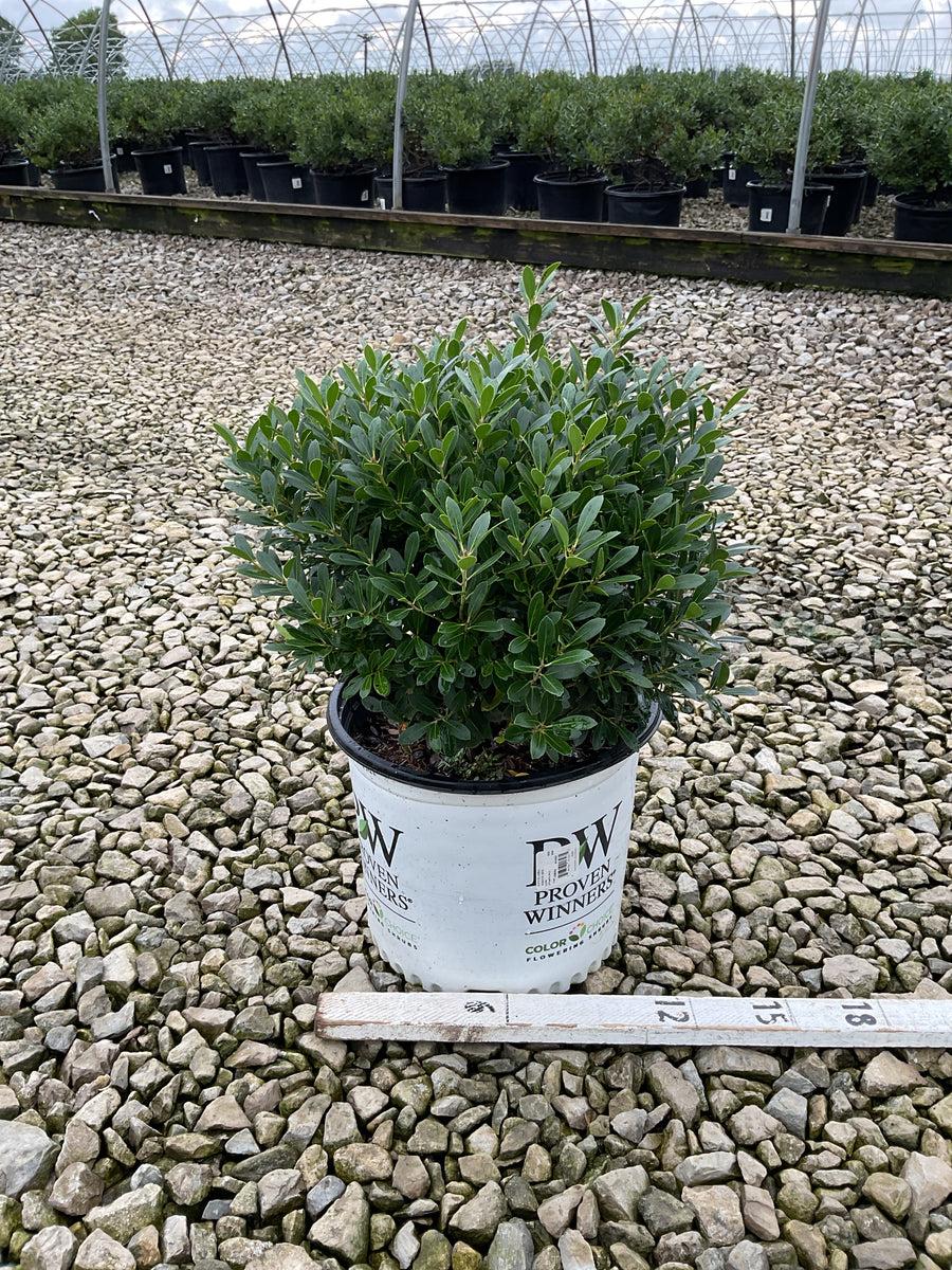 Ilex glabra 'Strong Box'