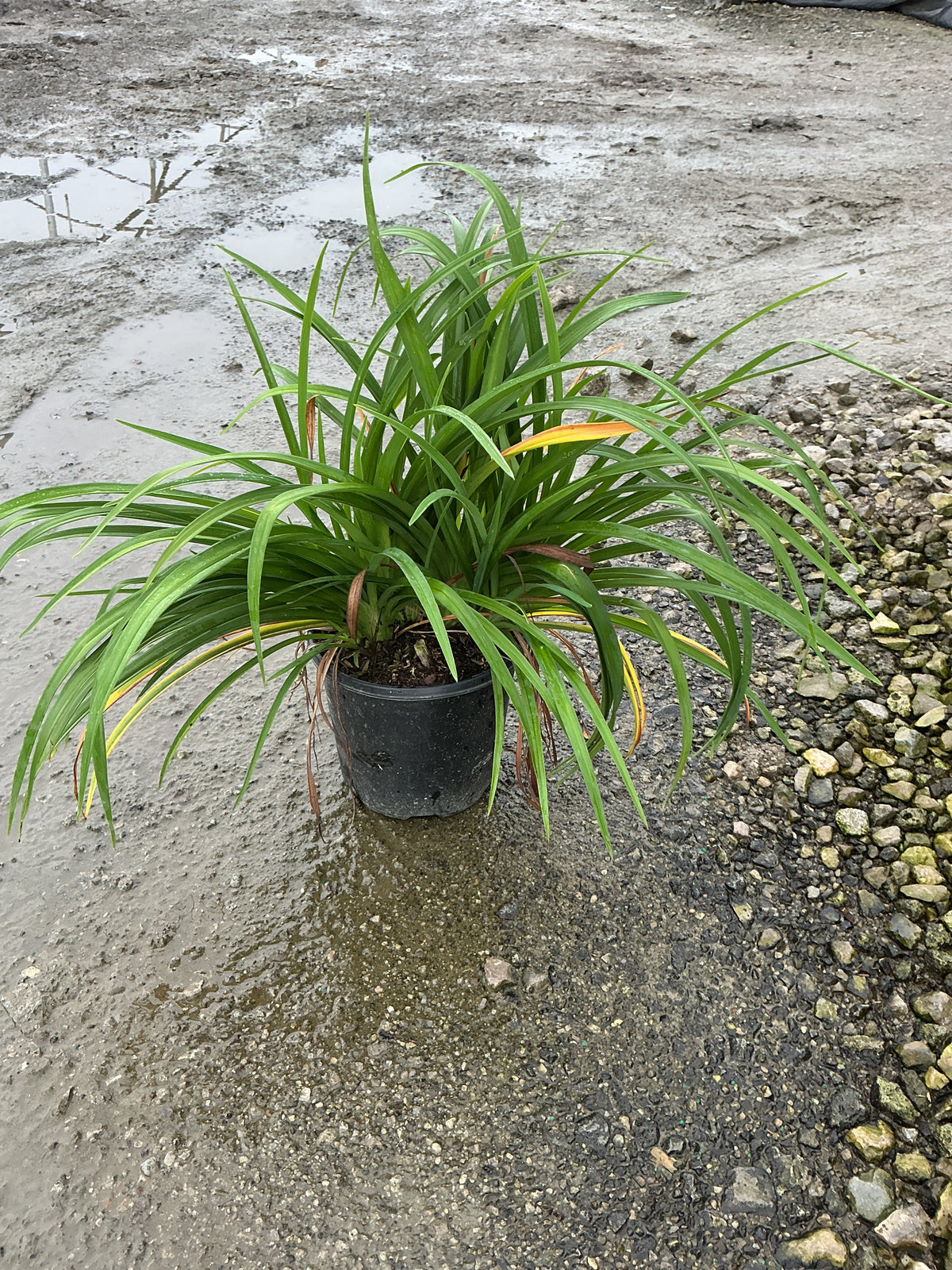 Hemerocallis pardon 'Pardon Me'