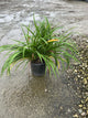 Hemerocallis pardon 'Pardon Me'