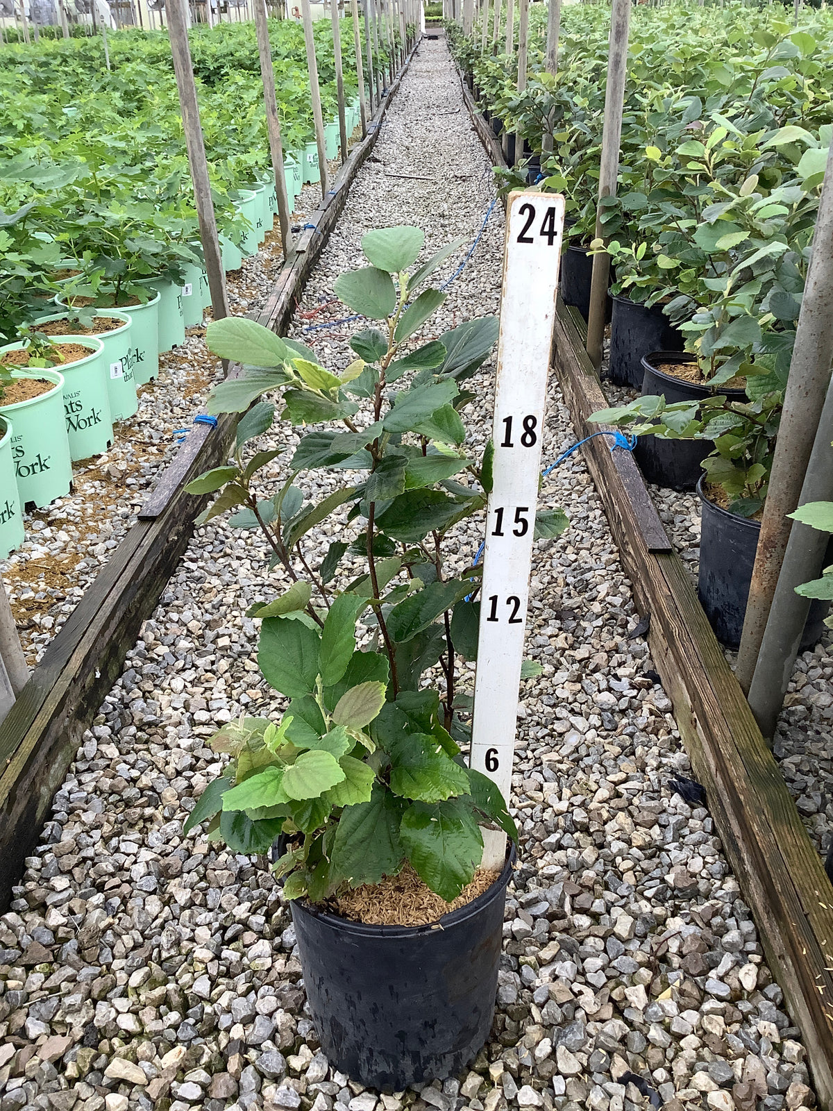 Fothergilla gardenii 'Mount Airy'
