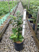 Fothergilla gardenii 'Mount Airy'