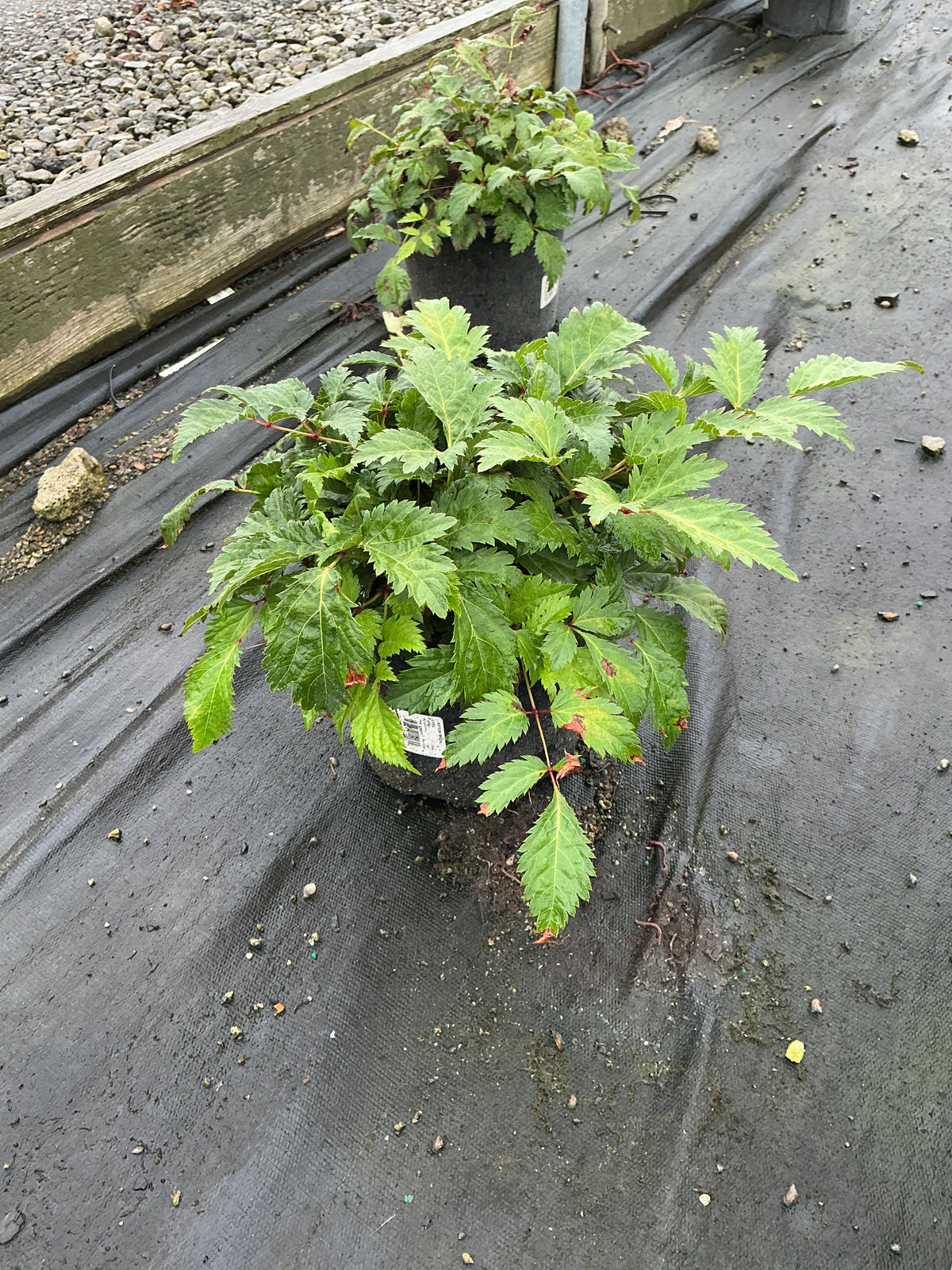 Astilbe japonica 'Rheinland'