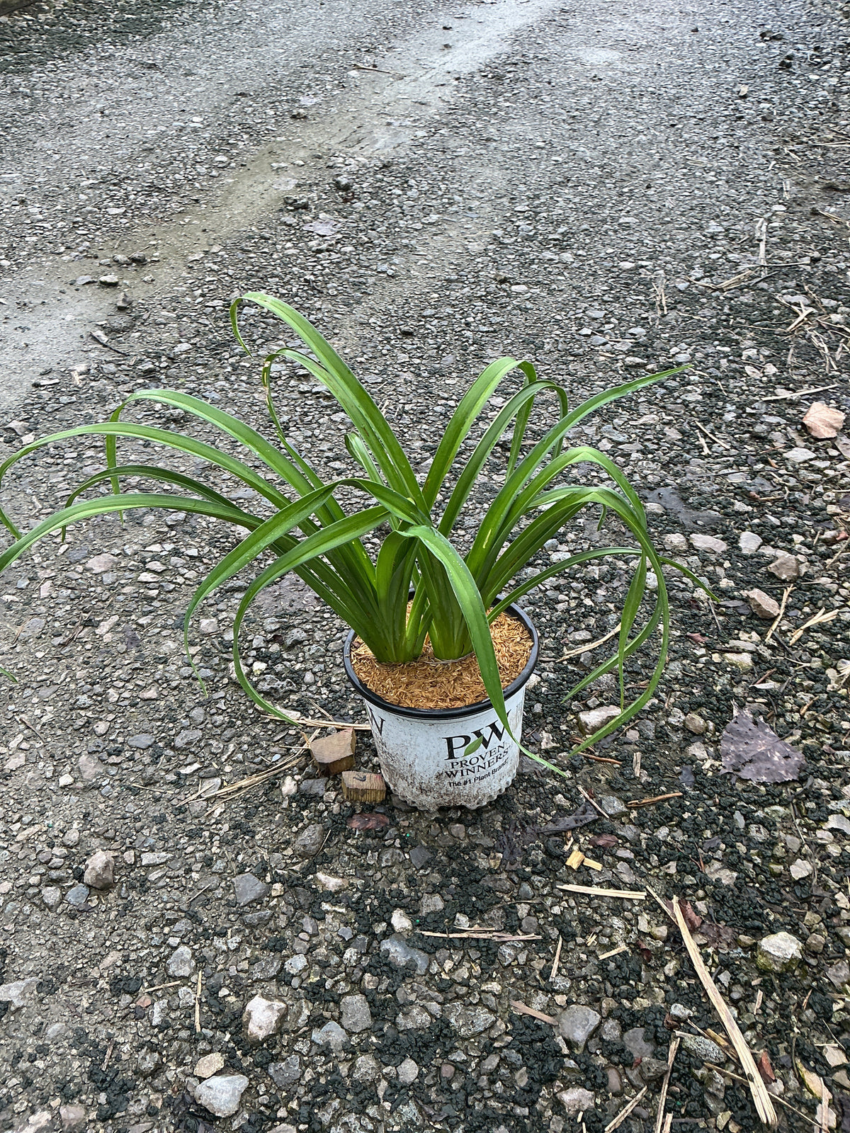 Hemerocallis 'Rainbow Rhythm Storm Shelter'
