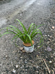 Hemerocallis 'Rainbow Rhythm Storm Shelter'