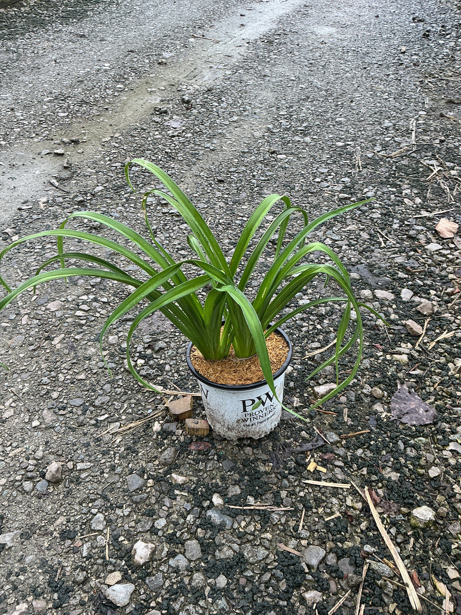 Hemerocallis 'Rainbow Rhythm Storm Shelter' â€” 19CM PW