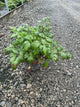 Astilbe x arendsii 'Fanal'