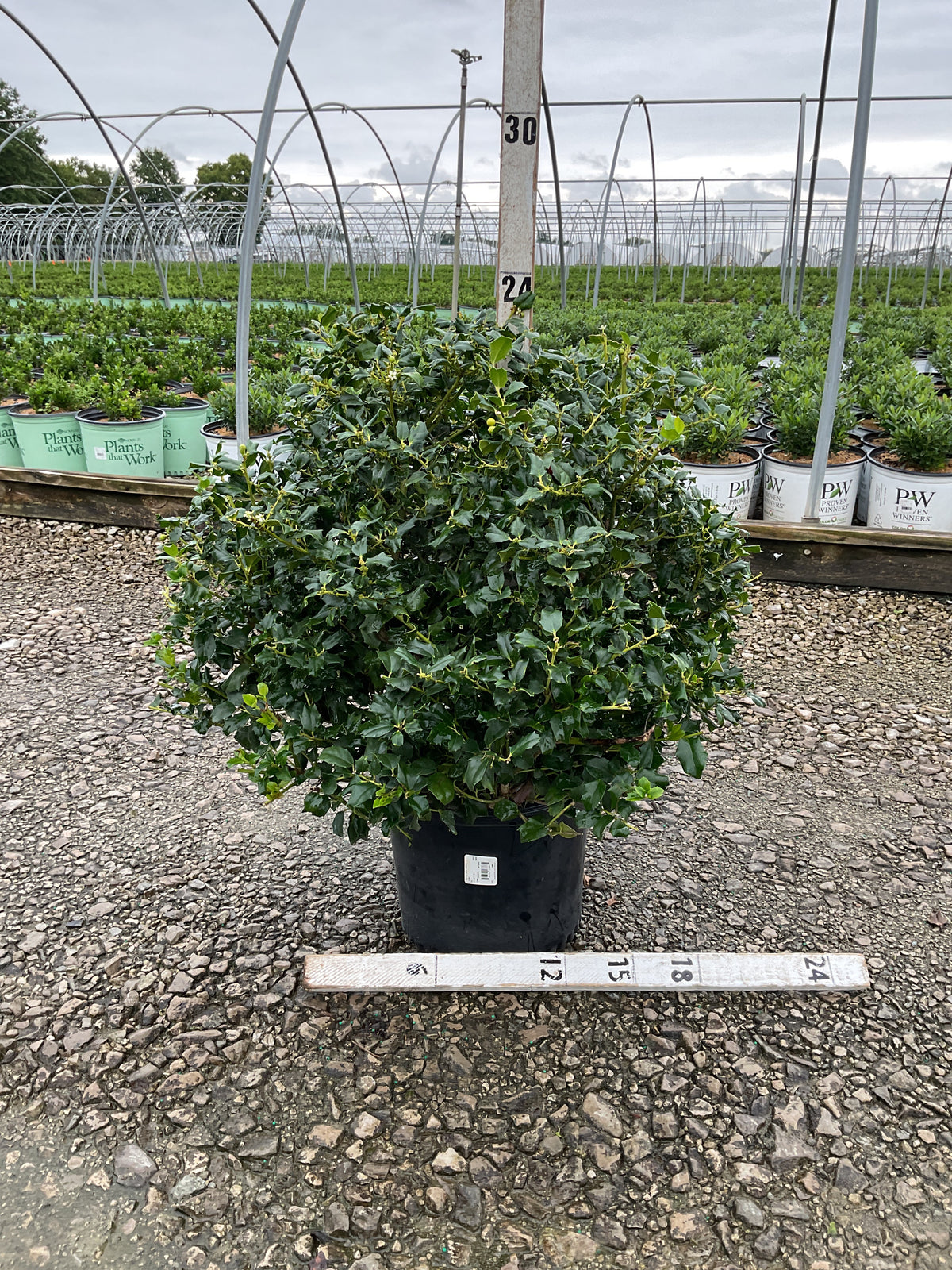 Ilex x meserveae 'China Girl'