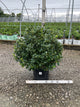 Ilex x meserveae 'China Girl'