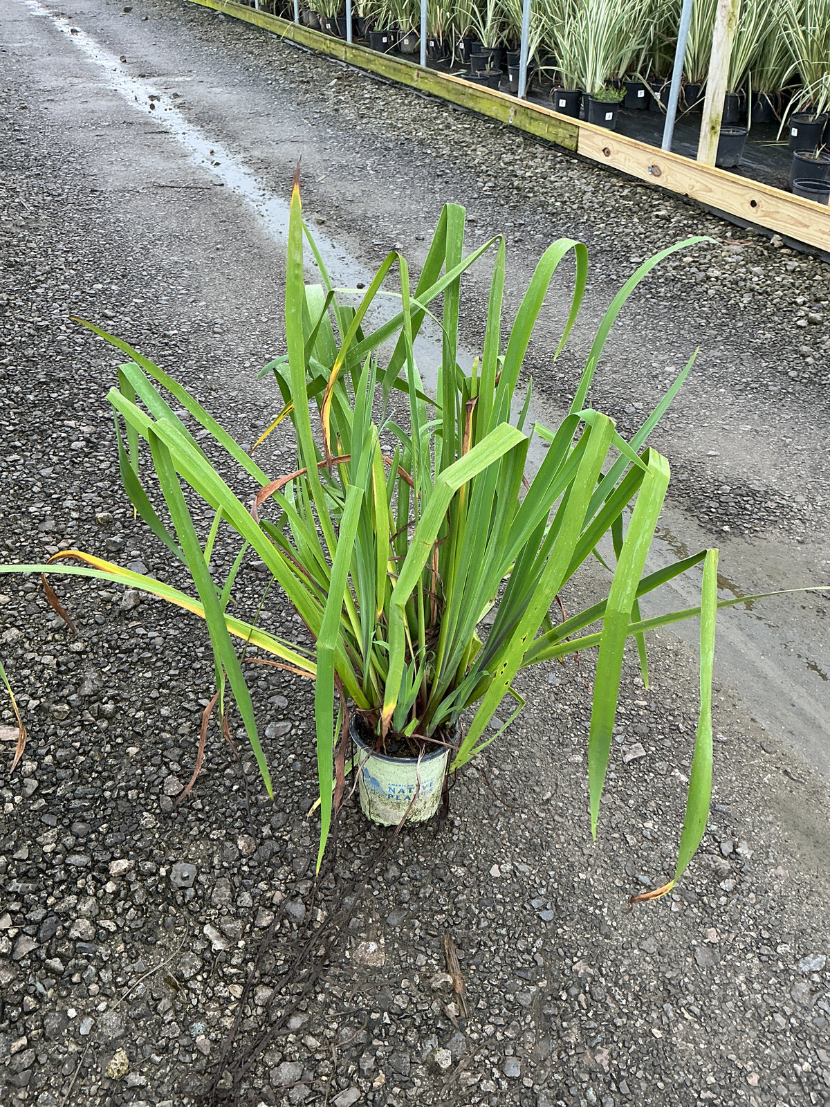 Iris versicolor 'Purple Flame'