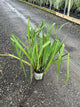 Iris versicolor 'Purple Flame'
