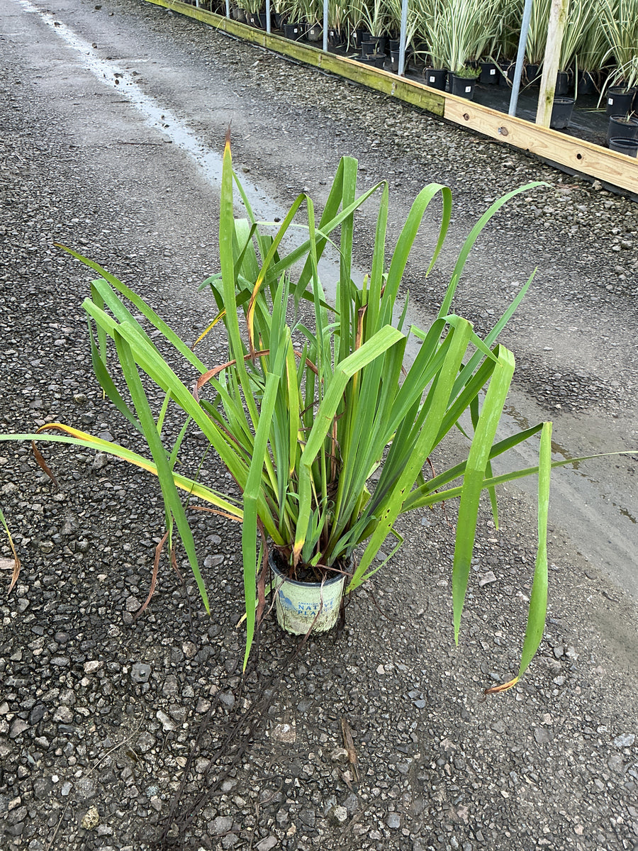 Iris versicolor 'Purple Flame'