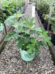 Ficus x 'Fignominal'