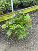 Astilbe chinensis 'Visions in Red'
