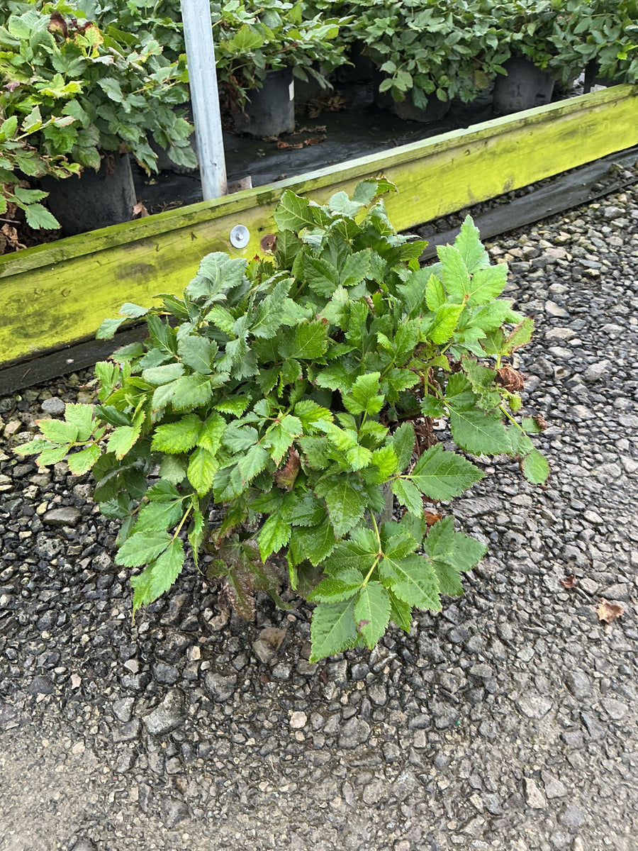 Astilbe chinensis 'Visions in Red' â€” 19CM