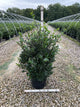 Ilex x meserveae 'Royal Family'