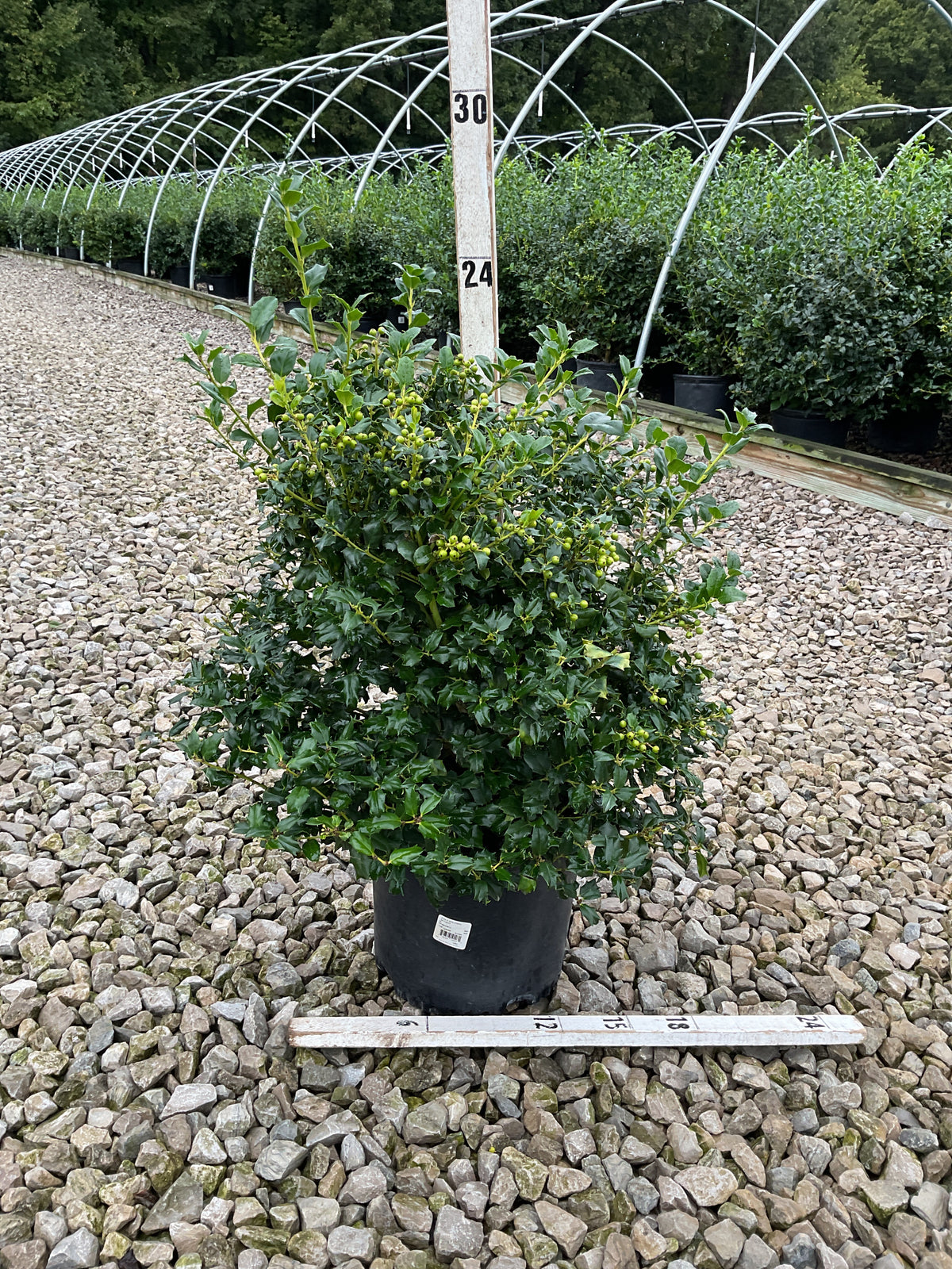 Ilex x mes. 'China Dynasty'