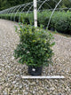 Ilex x mes. 'China Dynasty'