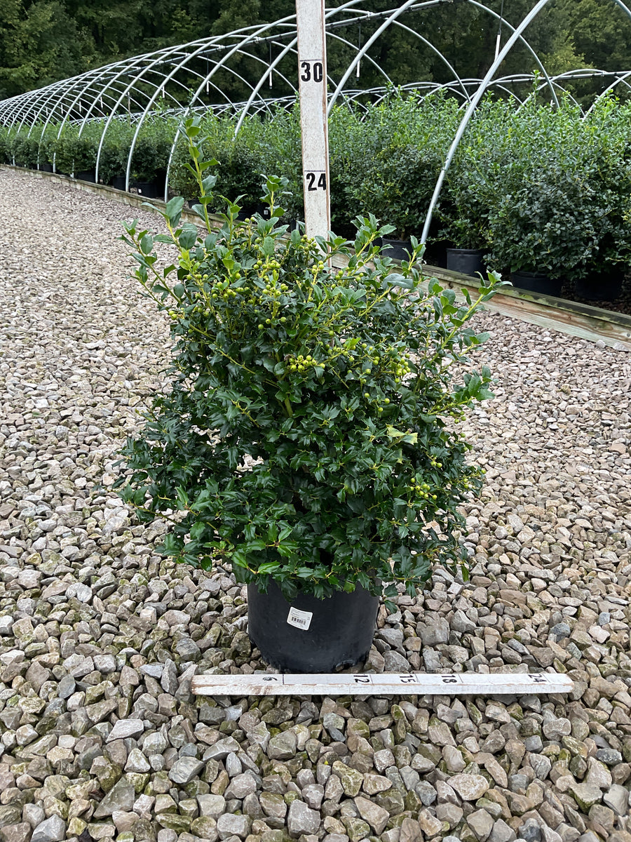 Ilex x mes. 'China Dynasty'