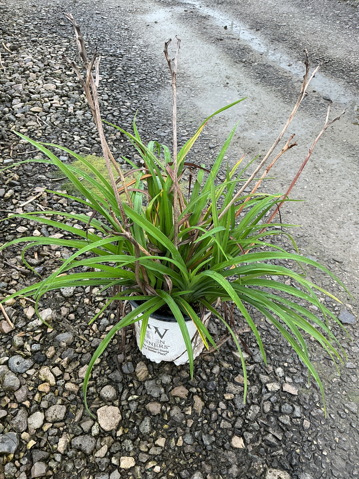 Hemerocallis going 'Going Bananas'