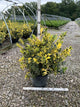 Ilex x meserveae 'Honeymaid'