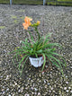 Hemerocallis 'Rainbow Rhythm Orange Smoothie'