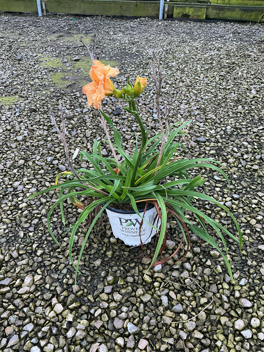 Hemerocallis 'Rainbow Rhythm Orange Smoothie' â€” 19CM PW