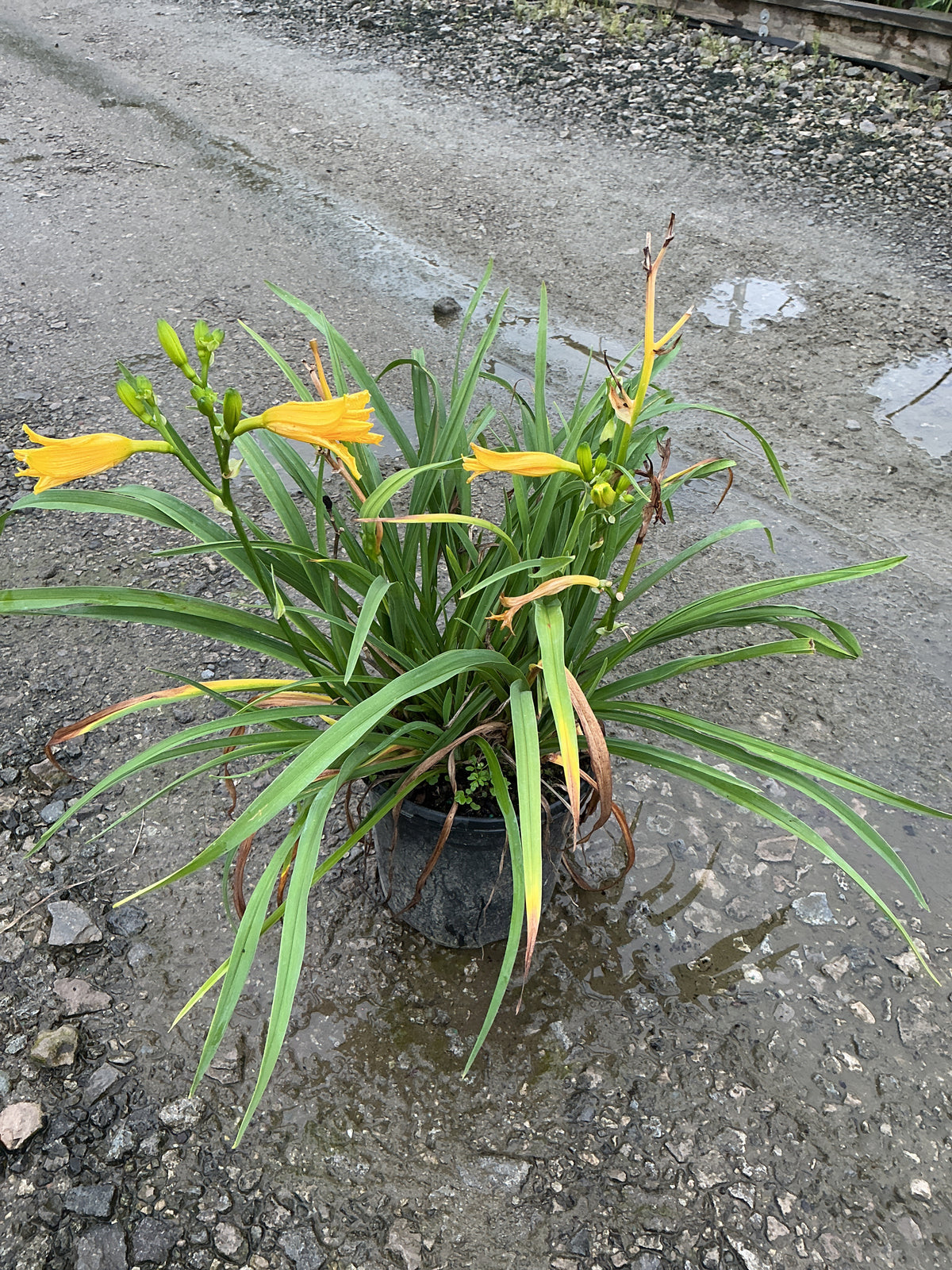 Hemerocallis 'Happy Happy Returns'