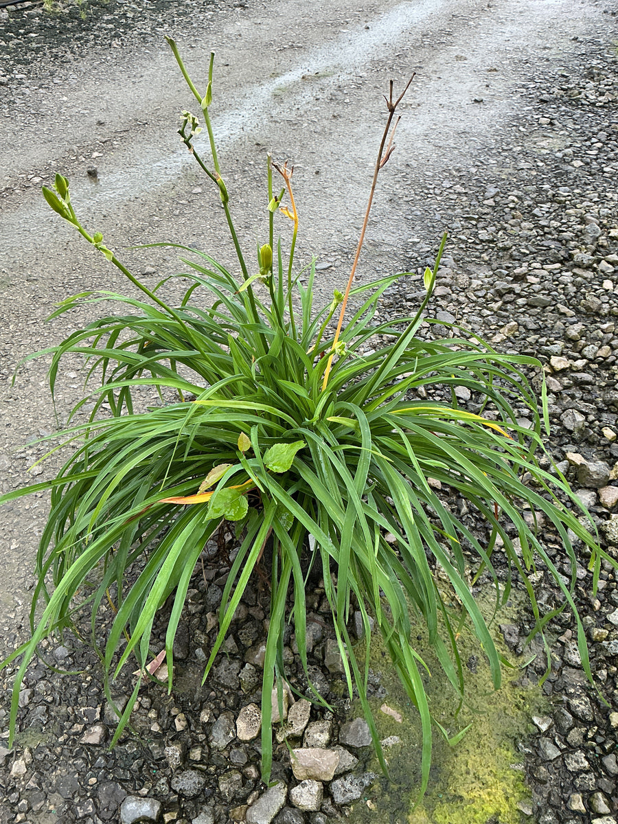 Hemerocallis stella 'Stella d'Oro' â€” 19CM/G1