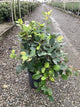 Fothergilla gardenii 'Mount Airy'