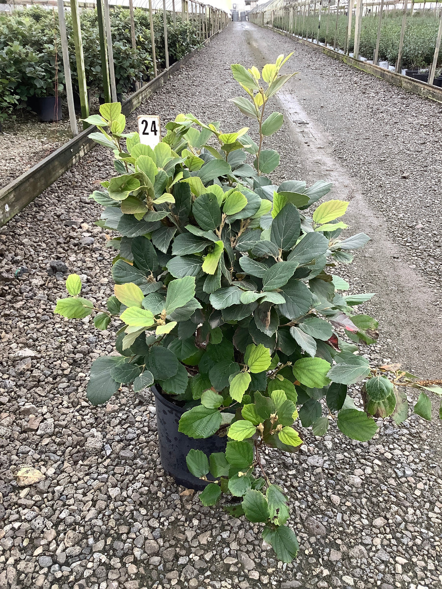Fothergilla gardenii 'Mount Airy'