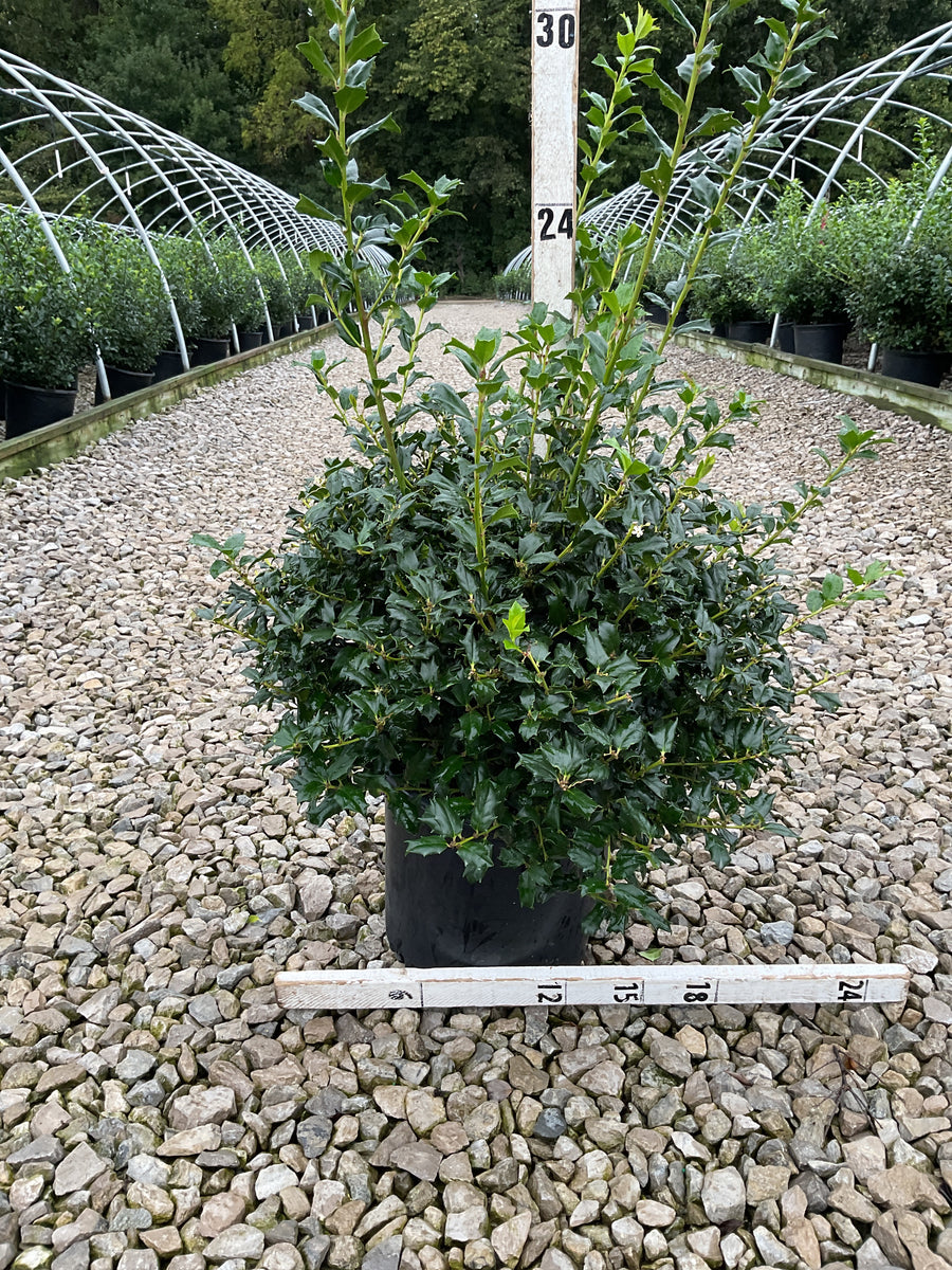 Ilex x meserveae 'China Boy'