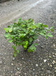 Astilbe vision 'In White'