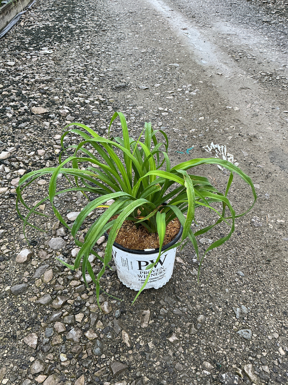 Hemerocallis ruby 'Ruby Spider'